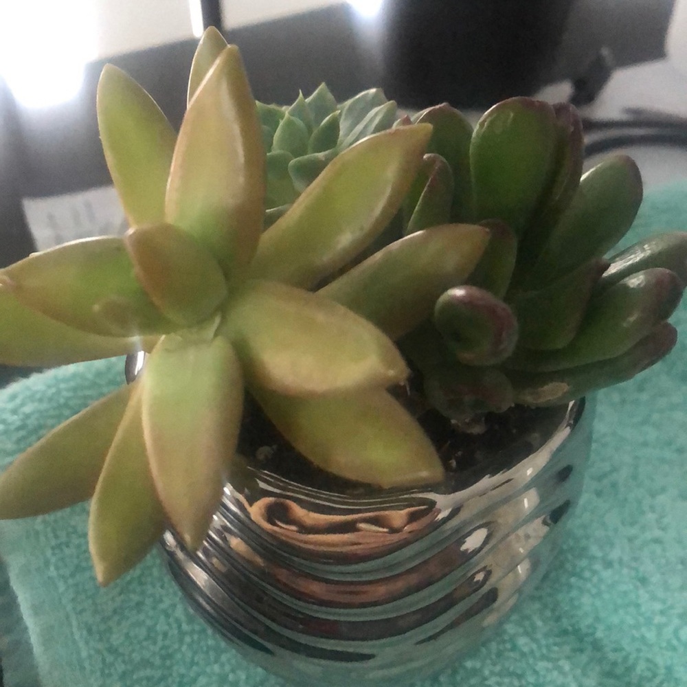 Meet your Posher, Ana